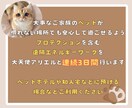 ペットの不安軽減☆ホテル滞在を大天使が守護します ★大天使アリエル★ペットへの遠隔ヒーリングとプロテクション イメージ2