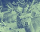 デュオトーン&ワントーンの写真加工を行います ランディングページ&ECサイトなどで活用できます。 イメージ2