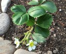 イチゴの栽培〜流通まで、質問にお答えします イチゴに関することであれば、お気軽にご質問ください。 イメージ1