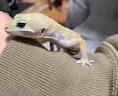 レオパードゲッコー飼育の悩み相談をできる限りします レオパードゲッコー飼育を考えてる方、飼育していて悩んでる方へ イメージ2