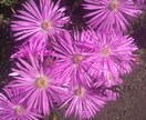 植物に関する事をアドバイスいたします 植物全般に関する事をアドバイス イメージ1