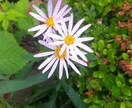 植物に関する相談を受けます 趣味の範囲で植物に関する事をアドバイスいたします。 イメージ1