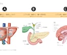 分かりやく見やすい！医療・解剖イラストを作成します 医療系イラスト実績あり！WEB・資料・論文作成をサポート！ イメージ4