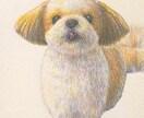 色鉛筆でペットや動物のあたたかみのある絵を描きます あなたのお気に入りの写真を素敵な絵にしませんか？ イメージ1