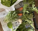 初めての家庭菜園でやるならこれ！相談のります ネットで調べたけど、うちの場合は、、、？サポートします！ イメージ4