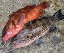 ルアー釣りの「いろは」お伝えします 【最長15日】実体験を基にお答えします！ イメージ8