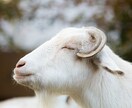 大切なペットちゃんの自慢話などお聴き致します ご看病中の方ペットロスの方も優しく寄り添いお話お聴き致します イメージ6