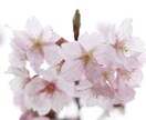 あなたの抱えている想い聞きます 日々の生活で感じる様々な気持ちを吐き出したい方。 イメージ1