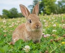 ペット鑑定｜愛する家族の想いを読み解きます 大切な家族。言葉がなくても、想いは必ず届いています。 イメージ5