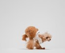沖縄でわんちゃんのスタジオ写真撮影を行います 大切な“今”を、落ち着いたスタジオで丁寧に撮影 イメージ3