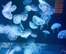 どんな話題でもOK、何でもお悩みお聞きします ただの相槌じゃなく具体的解決策を模索している方へ イメージ1