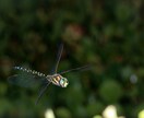 昆虫写真撮影、飼育、標本、採集の相談お受け致します 飼育に関しましては国内種を主に受け付けます イメージ7