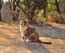 学生カメラマンが宣材写真を撮影します あなたの魅力を引き出す1枚を！レタッチ等全て込みの価格です。 イメージ5