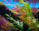 あなたの水槽サポートします お悩み改善、提案まで、1ヶ月間何度でもご相談いただけます。 イメージ6