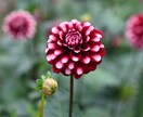 四季折々の写真を提供します 季節を感じられる花々はお好きでしょうか？ イメージ1