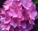 あなたにぴったりな花言葉選びます 可憐な見た目の花、堂々としている花。あなたの花は何かな？。 イメージ3