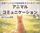 迷子のペットちゃんとお話します 24時間以内にご報告｜うちの子の“いま”を知りたい方へ イメージ1