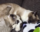 愛猫のお悩み・相談お聞きします 困った事など、飼育に関する事など色々お聞きします！ イメージ2