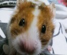 ハムスターの飼育方法、病気など相談受け付けます イメージ2