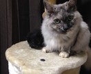 あなたを癒してくれる 大切なペットたちを癒します アニマルヒーリング★ペットに繋がり＆メッセージ付き！ イメージ3