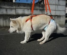 小型の老犬・障害犬の介護ハーネスを製作します 立ち上がり補助や歩行介助の初期から、終末期ケアまで使えます イメージ9