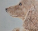ペットの似顔絵を色鉛筆で描きます 大好きなペットとの思い出を色鉛筆画にしてみませんか？ イメージ5