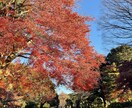 多磨霊園　お墓参り代行・清掃・草むしりします ～故人様のお墓を真心込めて、お墓参りお掃除をいたします～ イメージ4