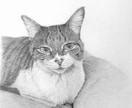 動物・人・静物など、鉛筆画承ります アイコン・ヘッダー、広告・宣伝、挿絵・表紙、Webサイトなど イメージ1
