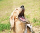 犬【SNS掲載なし】わんちゃんのお写真撮影します 何気ない毎日を、かけがえのないキヲクに。 イメージ6