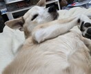 ペットとお話して飼い主さんとの絆を深めます 亡くなった子もOK。質問無制限、何個でもOK。 イメージ2