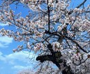 あなたらしく”自分も相手も愛する事を見つけます あなたの言葉にじっくり耳を傾けて、心を込めてお応えします イメージ1