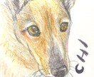 色鉛筆でペットの似顔絵描きます 大切な家族の一員であるペットの姿を色鉛筆の暖かなタッチに イメージ4