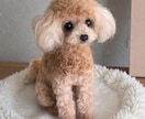 大切な愛犬さんをお作りします うちのコ羊毛フェルトワンコオーダー イメージ1