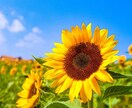 似た境遇の人の心に光を差します 私は数年前に恋人を亡くしました。不安や悩み何でも聞きます。 イメージ1
