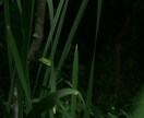 自然写真、野生動物の写真などを提供できます 自然や動物の写真に特化した素材提供 イメージ2