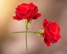 花十字霊術「一花繚乱」で2025年を転機にさせます フラワーエネルギーが“厄年・大殺界”を“大幸運年”に イメージ2