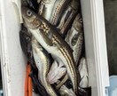 北海道の釣り楽しい話しします マグロからヤマメ迄の、釣り教えます。 イメージ6