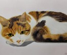 猫ちゃん専門！リアル手描き水彩の肖像画ですます 渾身丁寧に描き込む透明水彩画による唯一の原画をお届けします イメージ2