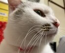 なんでもいいですこころにある感情をお聞きします 誰にも言えない気持ちを話してみませんか イメージ1
