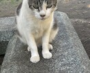 公園やビーチに居る猫の写真撮影致します 猫の写真撮影から動画撮影、写真集作成まで致します！ イメージ3