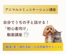 アニマルコミュニケーション講座Ⅰうちの子と話せます 動画で学び、自分の愛犬・愛猫とお話ししましょう☆初心者向け イメージ1