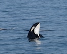 北海道旅行で野生動物に出会うコツを教えますます 北海道在住の動物写真家がご提案！ イメージ4