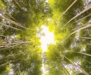 生年月日不要✨霊感・霊視鑑定をお電話でいたします ✨人生好転！自分らしく生きるためのカウンセリング✨ イメージ2