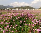普遍の真理を個別に分かりやすく翻訳サポートします 真理を日常生活の中で自然に受け取れるように整えていきます。 イメージ1
