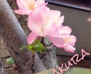 あなたにぴったりな花言葉選びます 可憐な見た目の花、堂々としている花。あなたの花は何かな？。 イメージ5