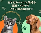ペットの気持ちを霊視・タロットで読み解きます 言葉にできない“あの子”の本音、届けます イメージ1