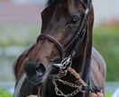競馬の知識、オススメ馬、予想 教えます ★競馬はじめたいけど分からない方、馬券回収率を上げたい方★ イメージ1