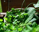 スーパーの食材だけ！初心者向け薬膳酒づくり教えます 季節の不調対策や毎日の健康習慣に薬膳知識がなくても始められる イメージ1