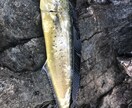 魚の釣り方教えます 根魚、青物、雑魚、ブラックバスショアからつれるものはなんでも イメージ3
