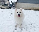 わんちゃんのお悩み解決します わんちゃんの育て方からお悩み行動まで！ イメージ1